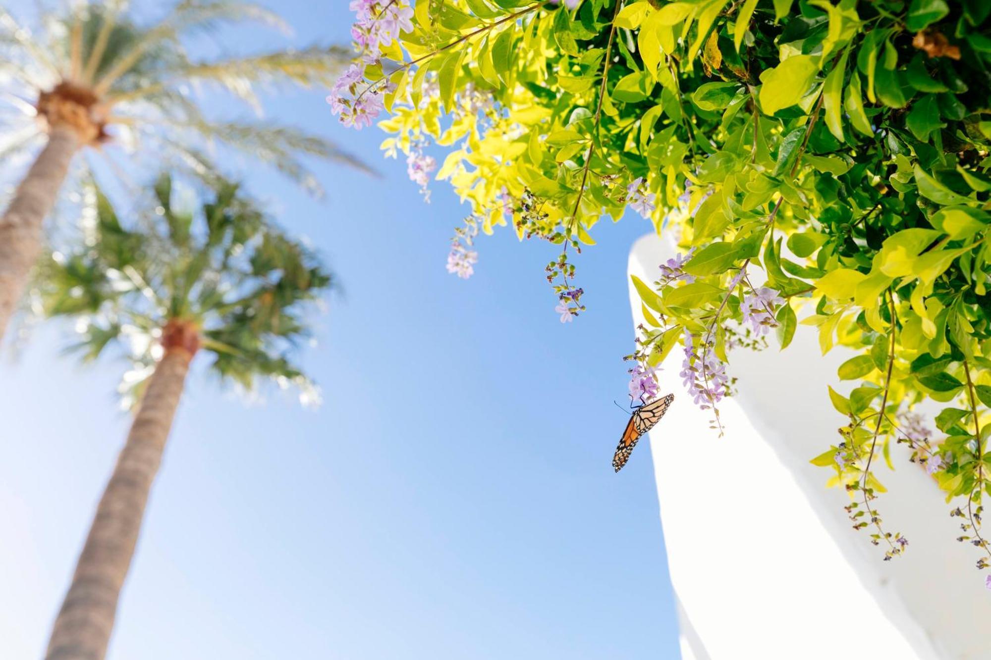 Hd Parque Cristobal Tenerife Playa de las Americas  Esterno foto
